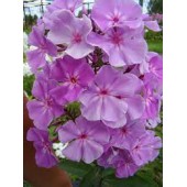 Флокс Мерцающий